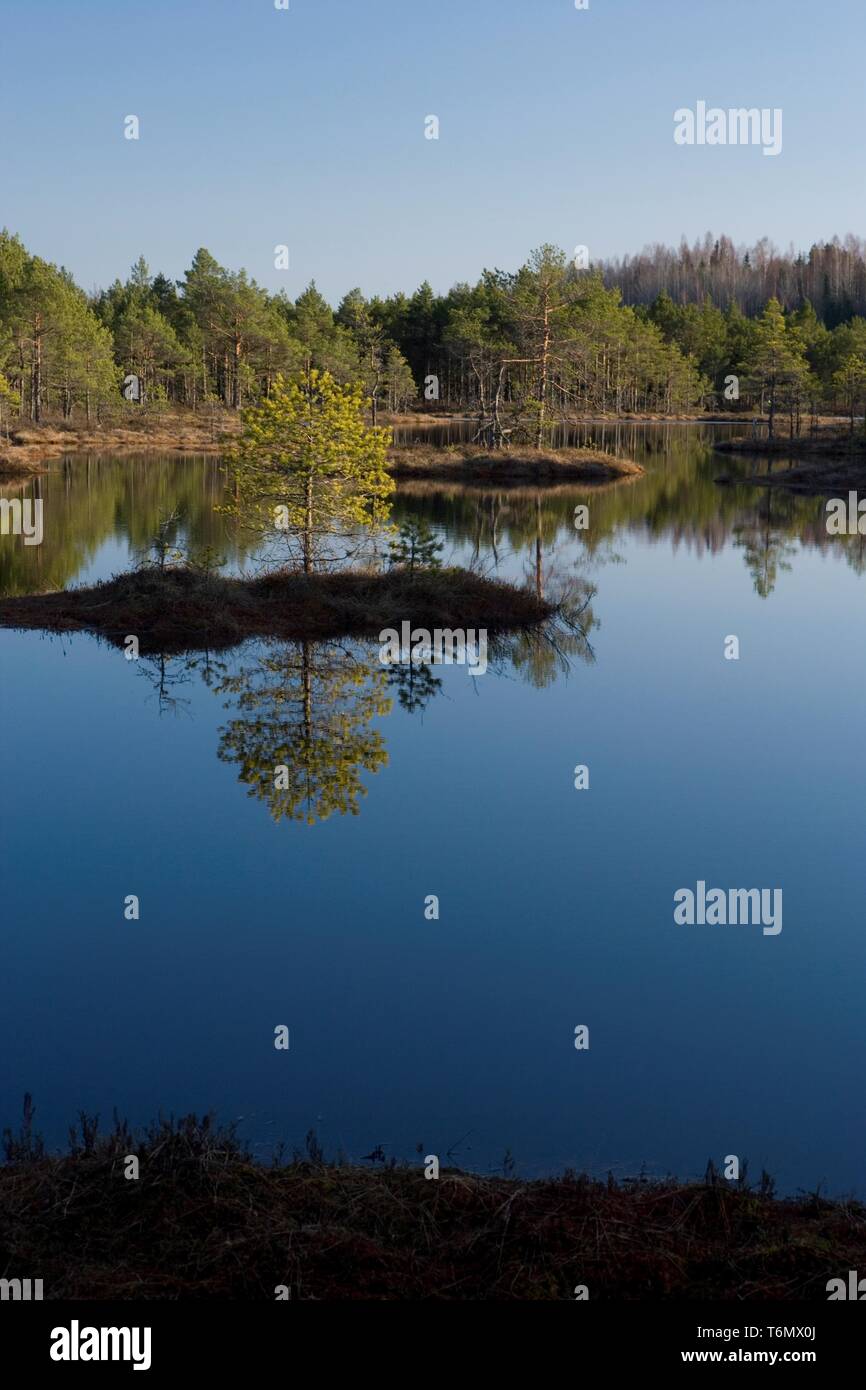 Molla in PÃµhja-KÃµrvemaa, Suursoo Foto Stock