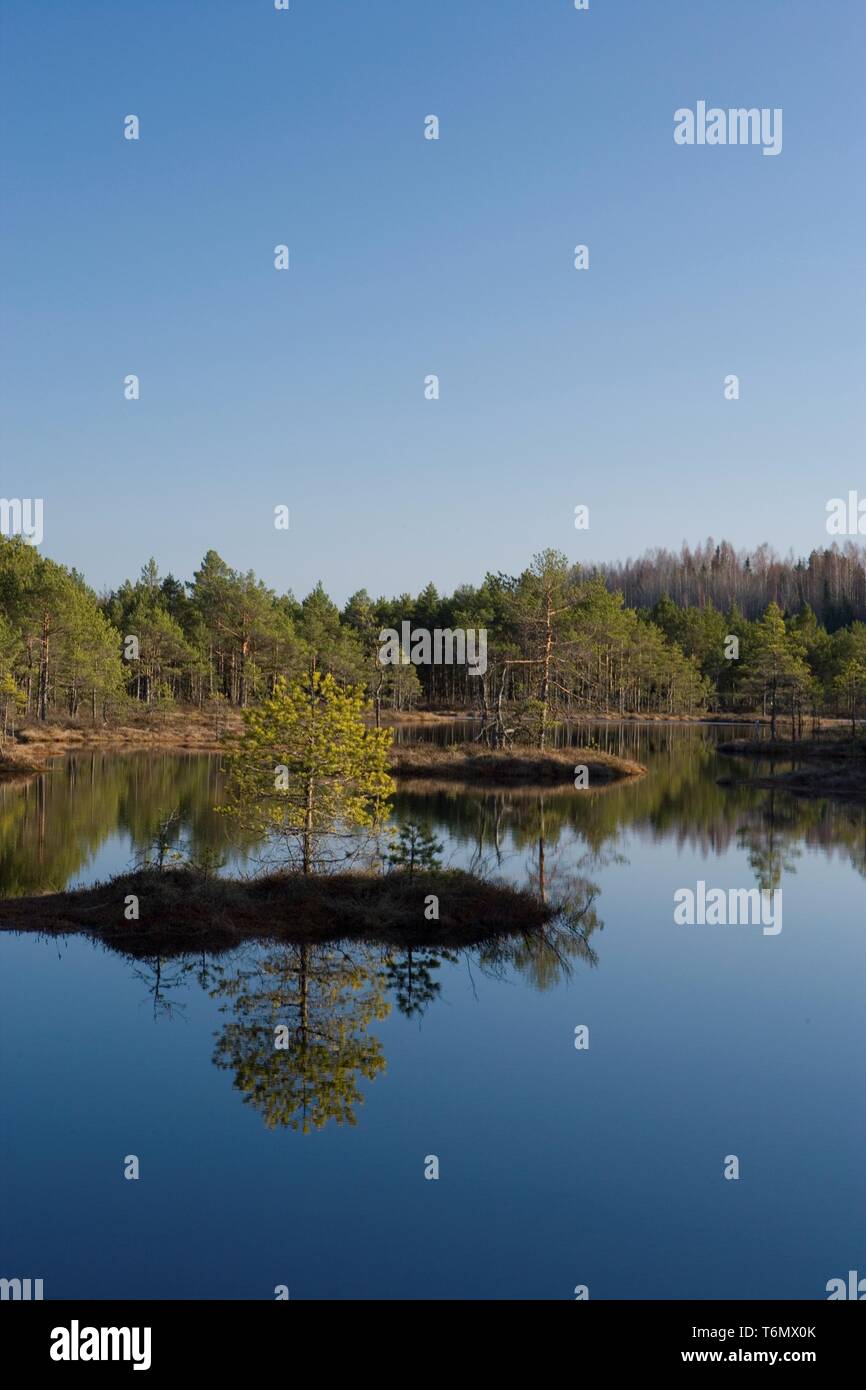 Molla in PÃµhja-KÃµrvemaa, Suursoo Foto Stock