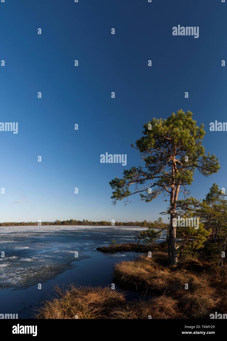 Kakerdaja bog Foto Stock