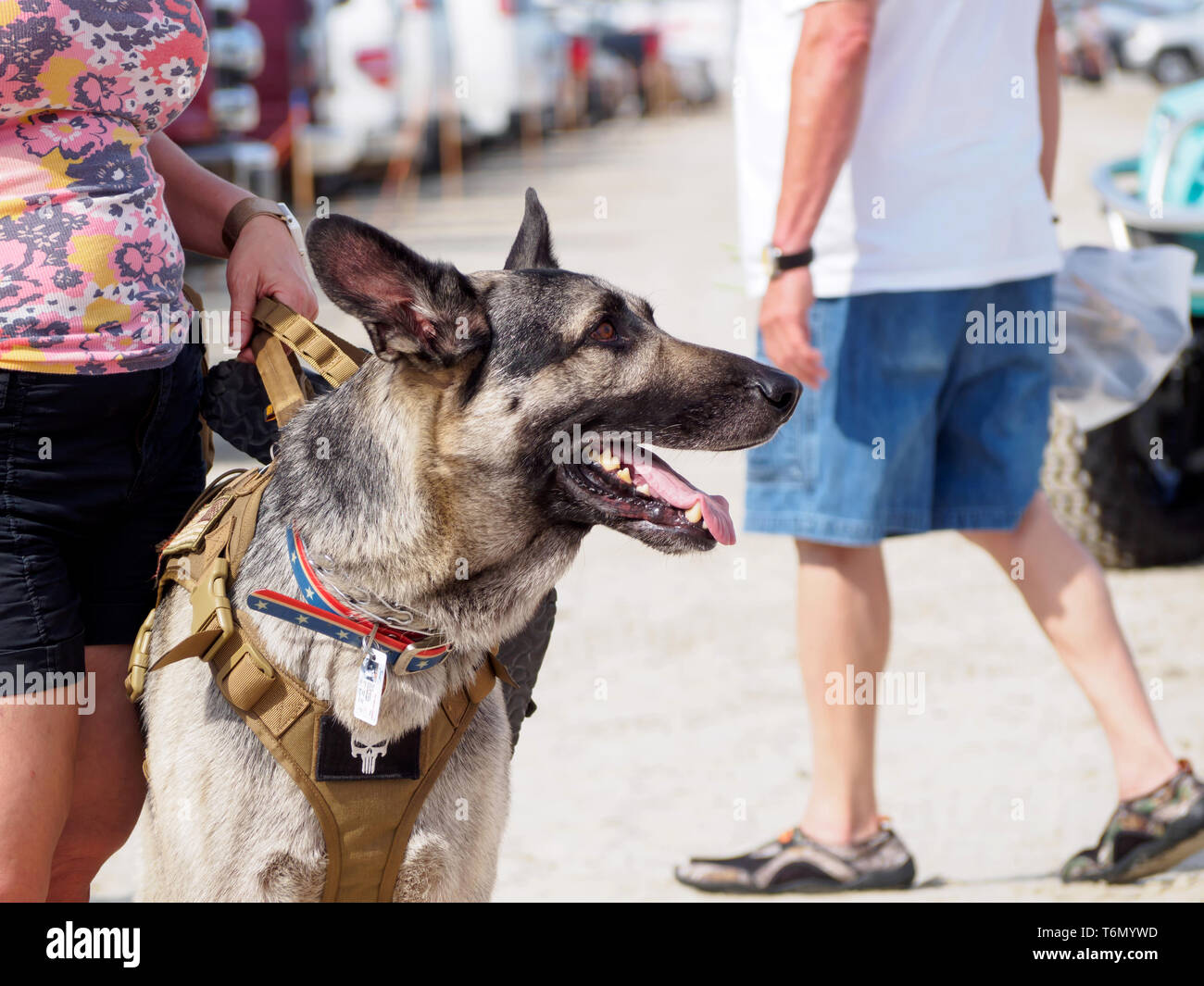 Il proprietario detiene il pastore tedesco cane per il cablaggio in spiaggia parcheggio al pet gentile 2019 Texas Sandfest in Port Aransas, Texas, Stati Uniti d'America. Foto Stock