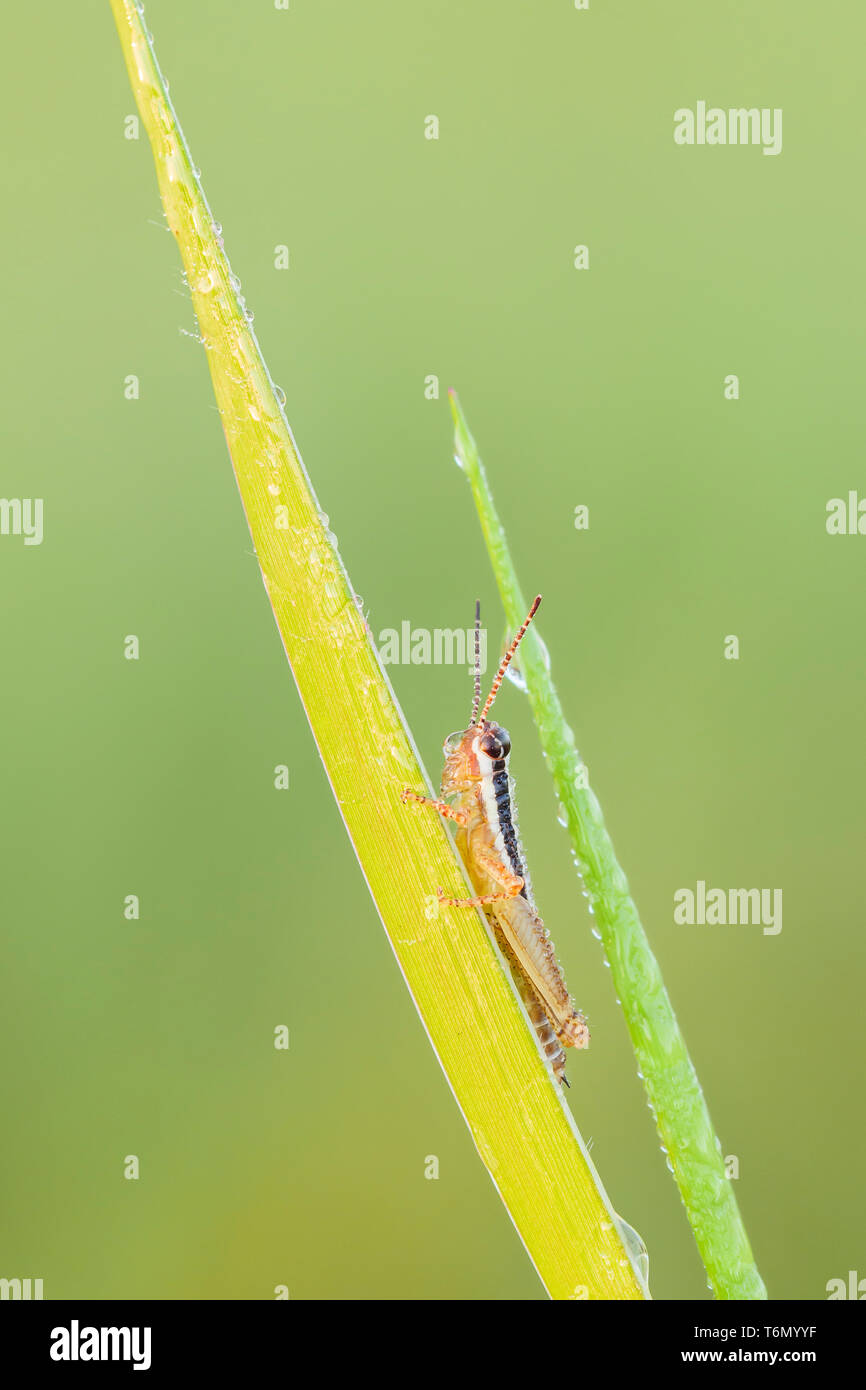 Una rugiada-coperta Spur-throated Grasshopper (Paroxya sp.) ninfa perches su un gambo di pianta nell'aria fredda di mattina presto. Foto Stock