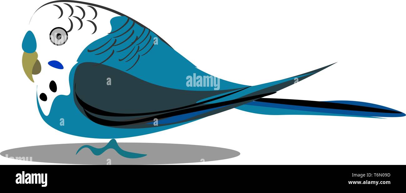 Un piccolo budgerigar uccello con piume blue del vettore di disegno a colori o illustrazione Illustrazione Vettoriale