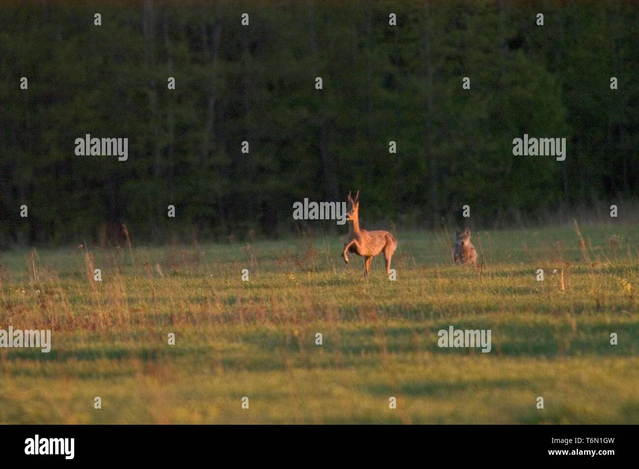 Un lupo a caccia di un cervo Foto Stock