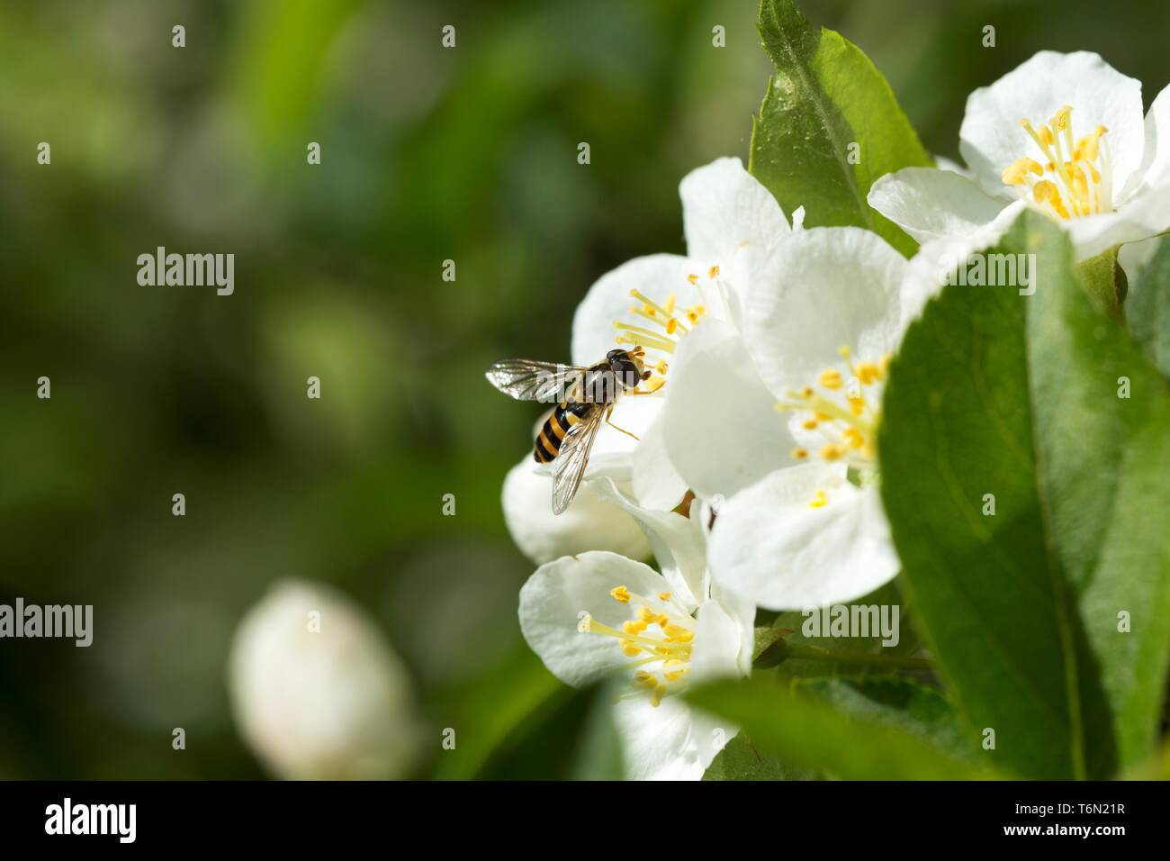 Gli insetti su un Apple Blossom Foto Stock