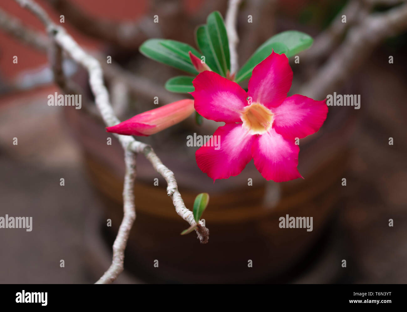 Rosa fiori di bignonia Adenium o fiore o Adenium multiflorum sulla struttura ad albero ed è in pentola. Foto Stock