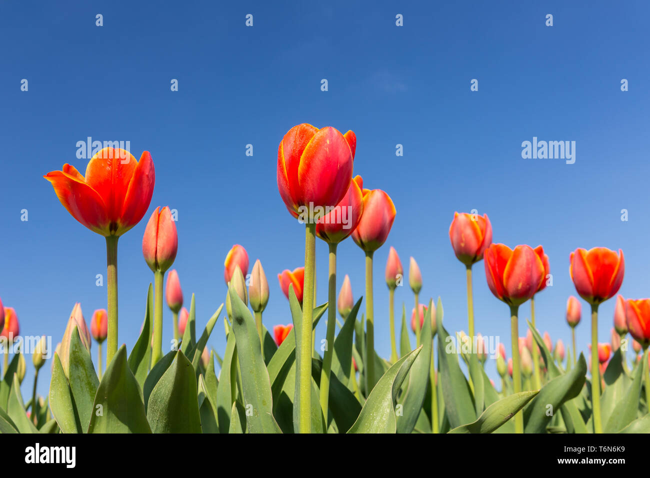Tulipani rossi su un cielo blu Foto Stock