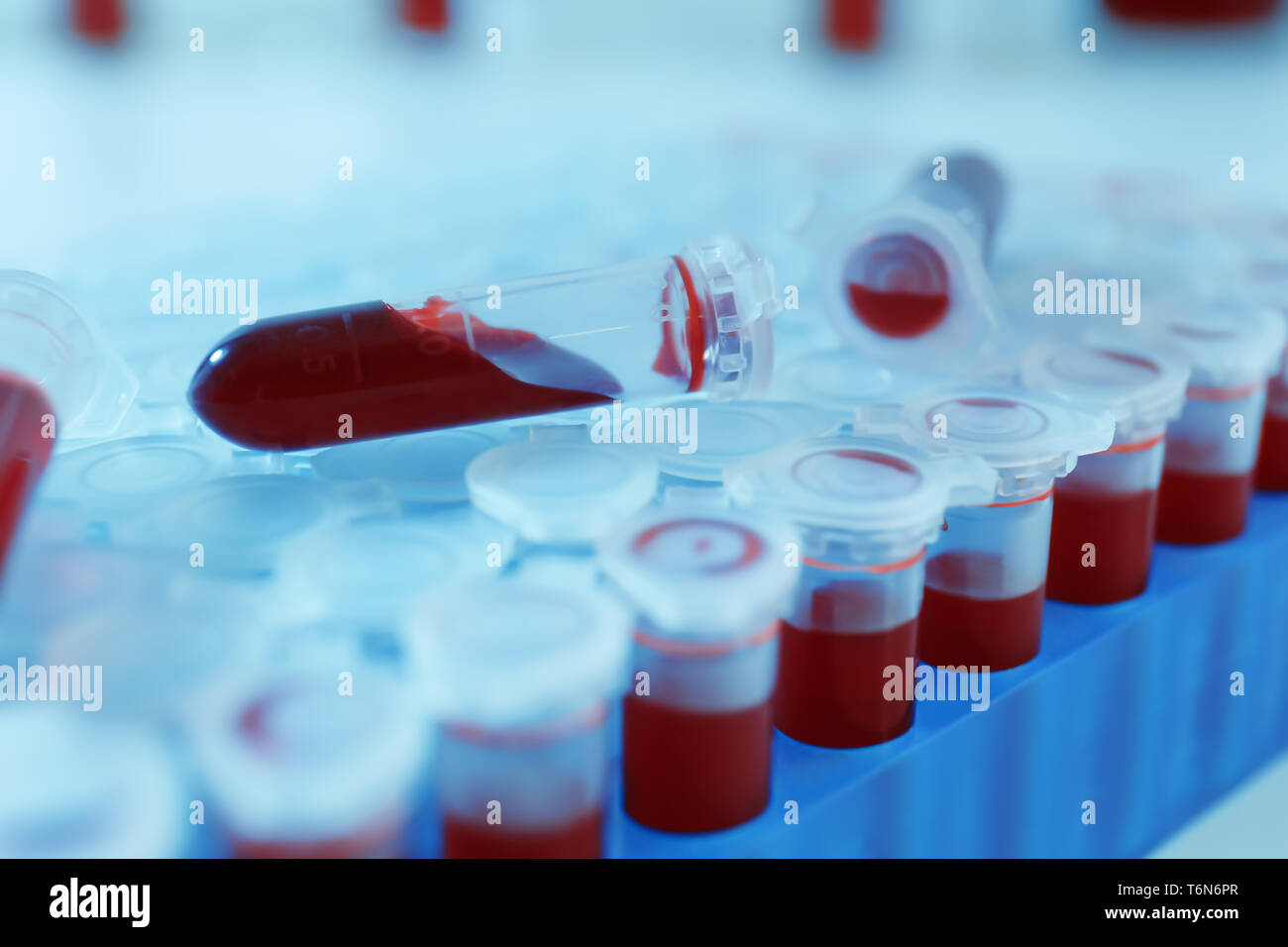 Provette con campioni di sangue nel supporto, primo piano Foto Stock