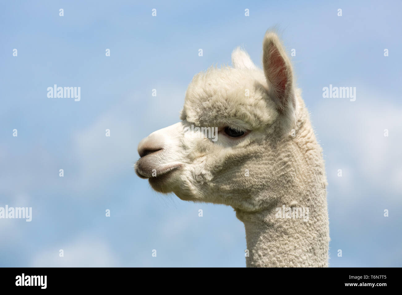 Ritratto di un peruviano alpaca in olandese un parco animale Foto Stock