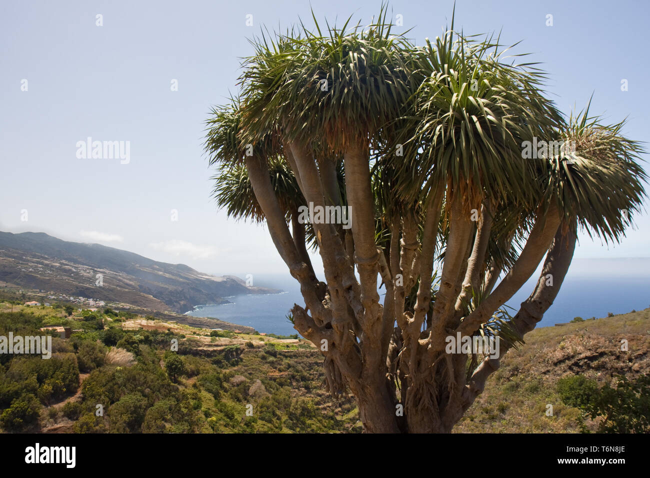 Costa di La Palma con un caratteristico albero drago Foto Stock