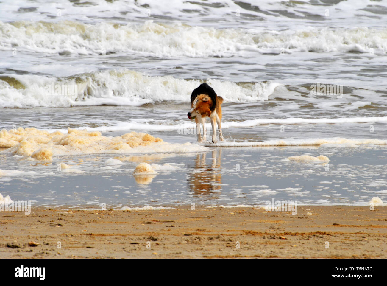 Cane giocare palla su una spiaggia Foto Stock