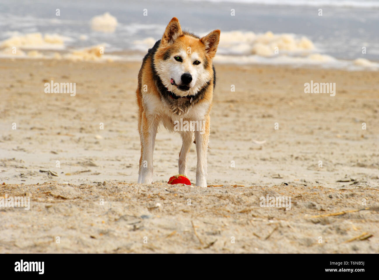 Cane giocare palla su una spiaggia Foto Stock