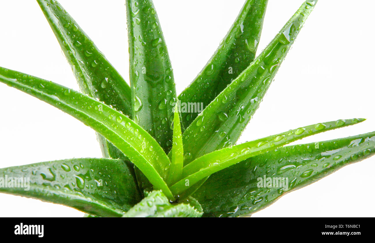 Aloe vera impianto isolato su sfondo bianco Foto Stock