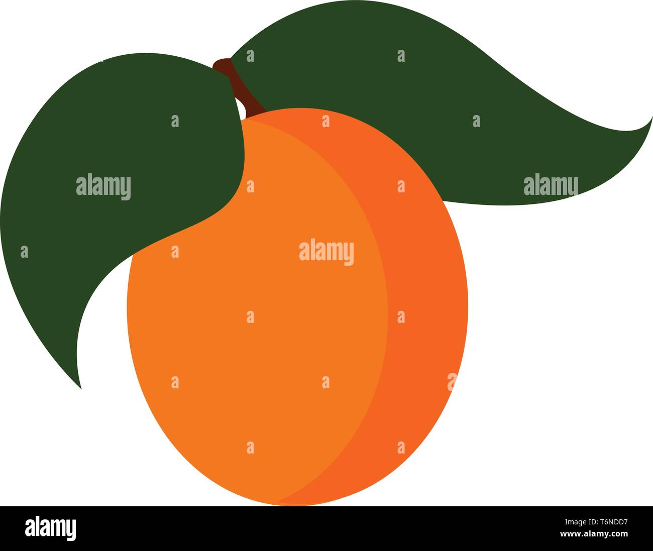Color arancio albicocca frutta è una drupa di forma circolare con due foglie che sono di forma ovale e ampia con una base arrotondata e una punta a vettore Illustrazione Vettoriale