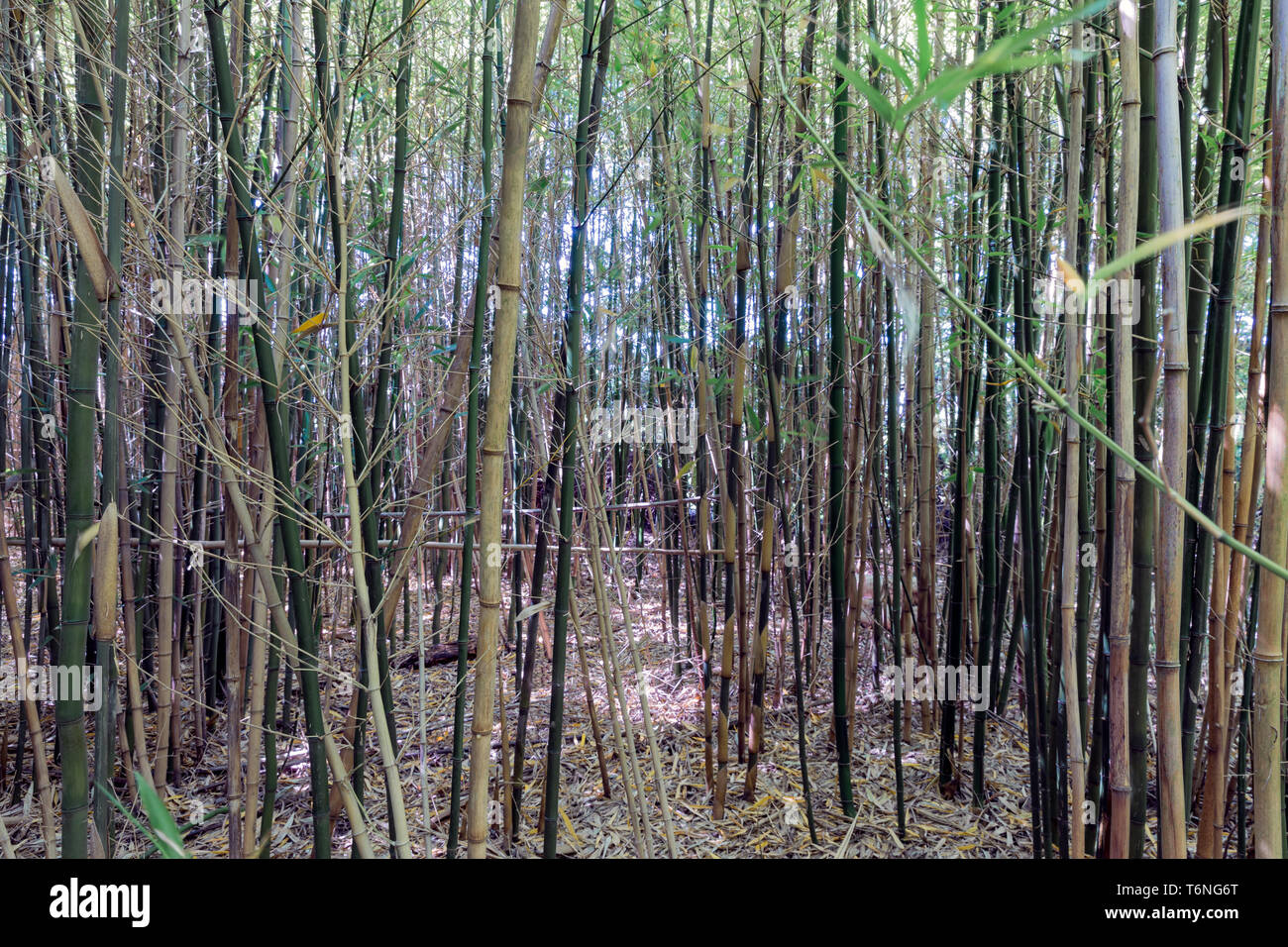 Il bambù forrest con alberi giovani in olandese plantation Foto Stock