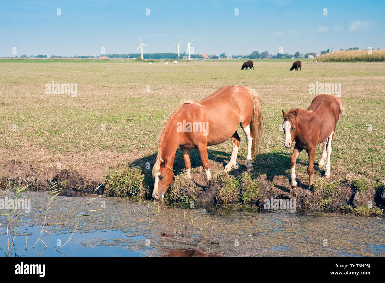 Bere a cavallo con il suo puledro Foto Stock