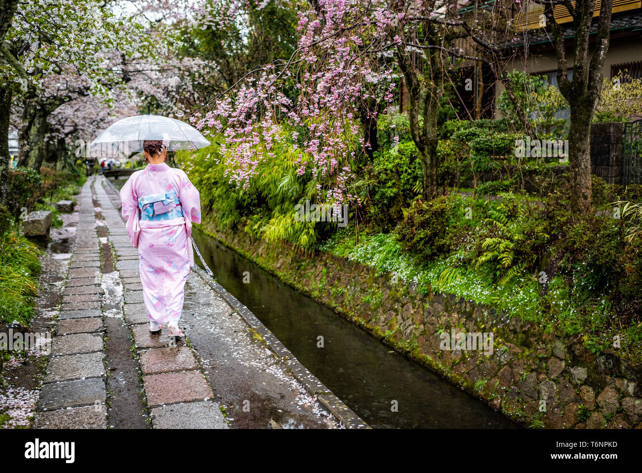 Kyoto Giappone 10 Aprile 19 Fiore Di Ciliegio Sakura Alberi In Primavera Con Fiori Che Sbocciano In Filosofo Percorso Del Parco Giardino Dal Fiume E La Donna In Kim Foto Stock Alamy Kyoto Giappone 10 Aprile 19 Fiore Di Ciliegio Sakura Alberi In Primavera Con Fiori Che Sbocciano In Filosofo Percorso Del Parco Giardino Dal Fiume E La Donna In Kim Foto Stock Alamy
