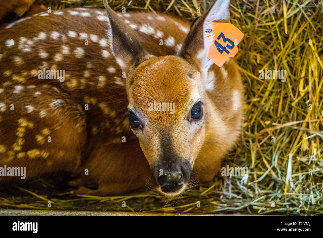 Un cerbiatto in Mackinac Deerland ST. Ignace, Michigan Foto Stock