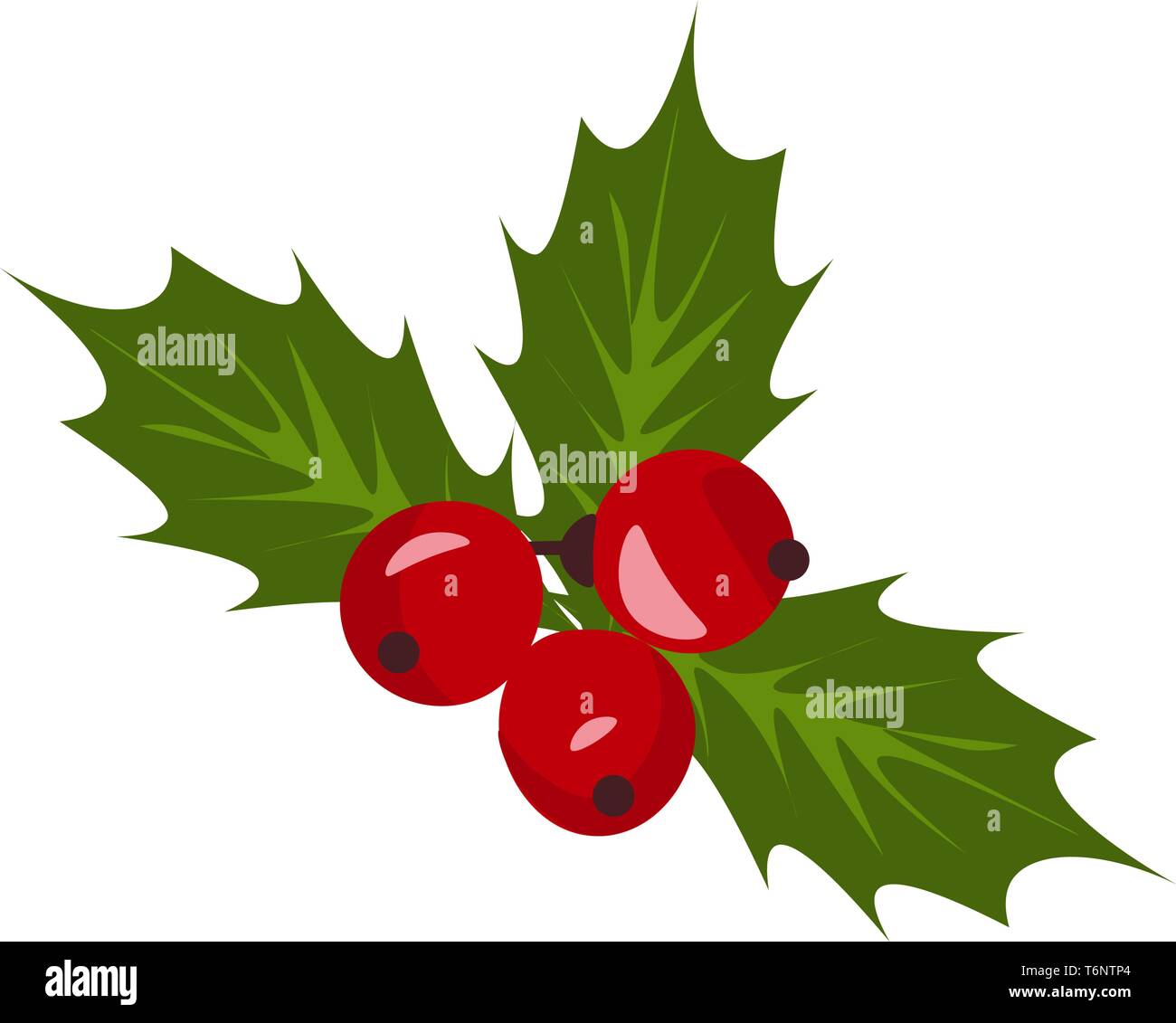 Un Natale holly berry vischio una pianta che cresce su una vasta gamma di alberi tra cui willow apple e alberi di quercia con bacche rosse e ampio e verde leav Illustrazione Vettoriale
