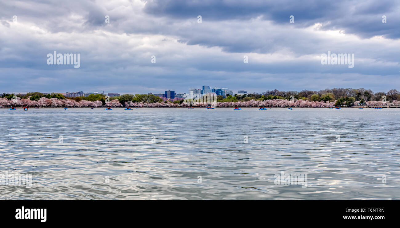Vista panoramica di Washington DC e fiori di ciliegio sul Tidal Basin con il Downtown DC in background Foto Stock