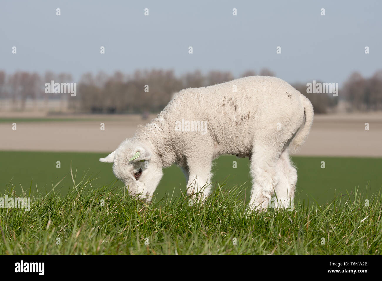 Agnello di pascolo su una diga Foto Stock