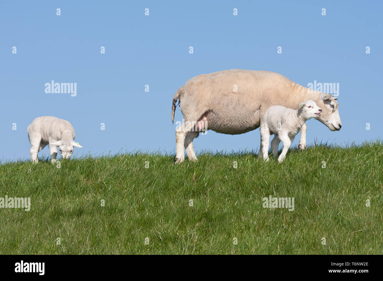 Gli agnelli e le pecore di madre nel prato olandese Foto Stock