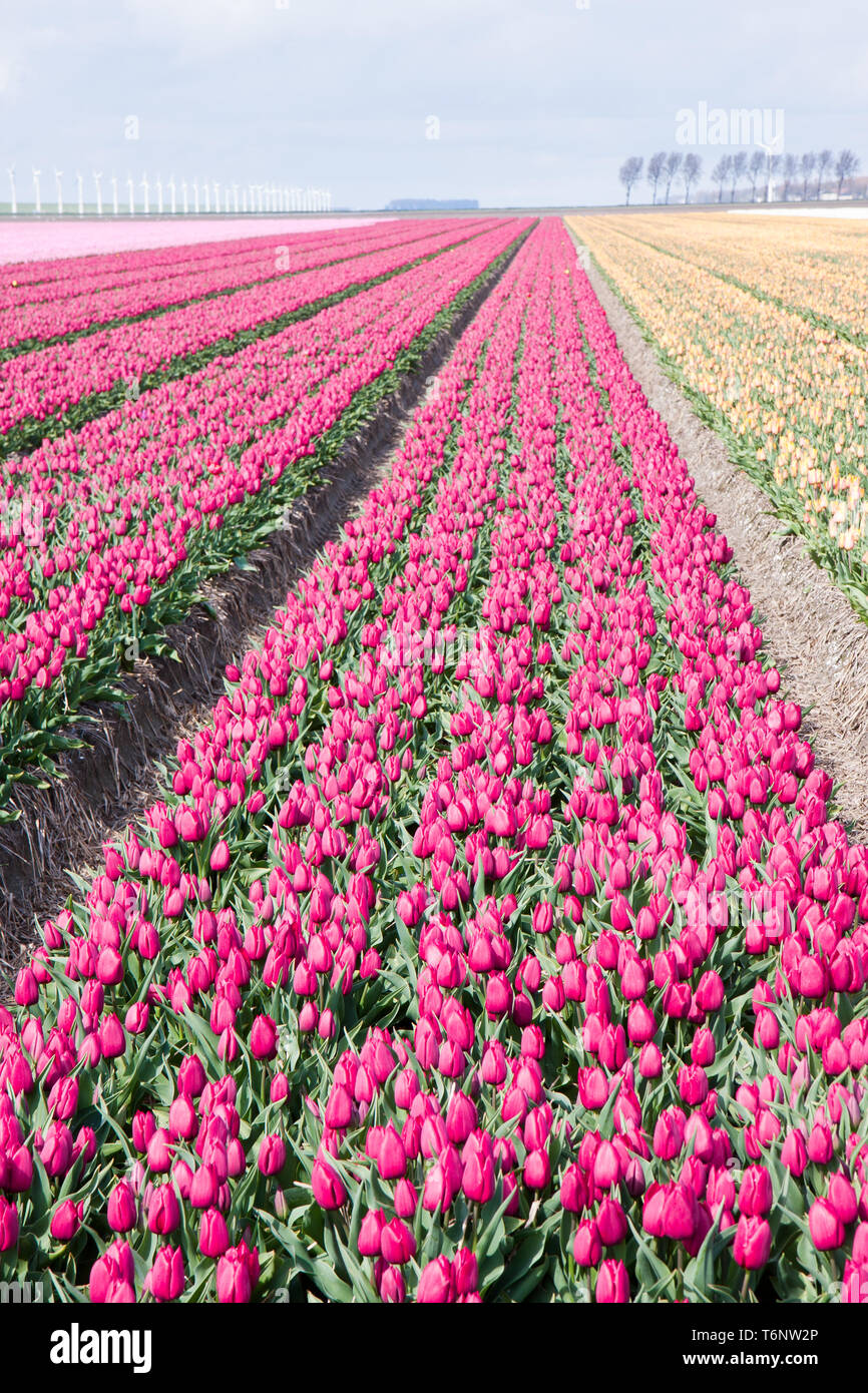 La coltivazione olandese di tulip bulbi da fiore in primavera Foto Stock