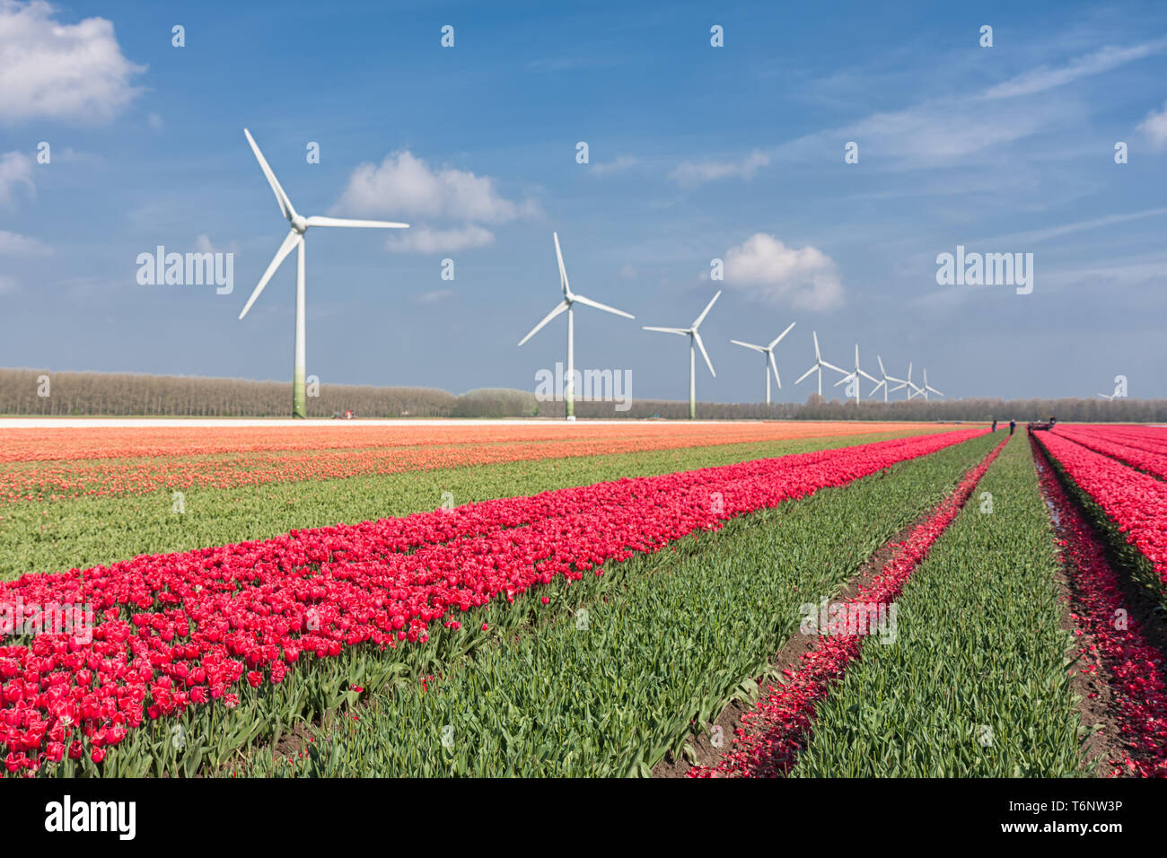 Paesaggio olandese con tulipani e turbine eoliche Foto Stock