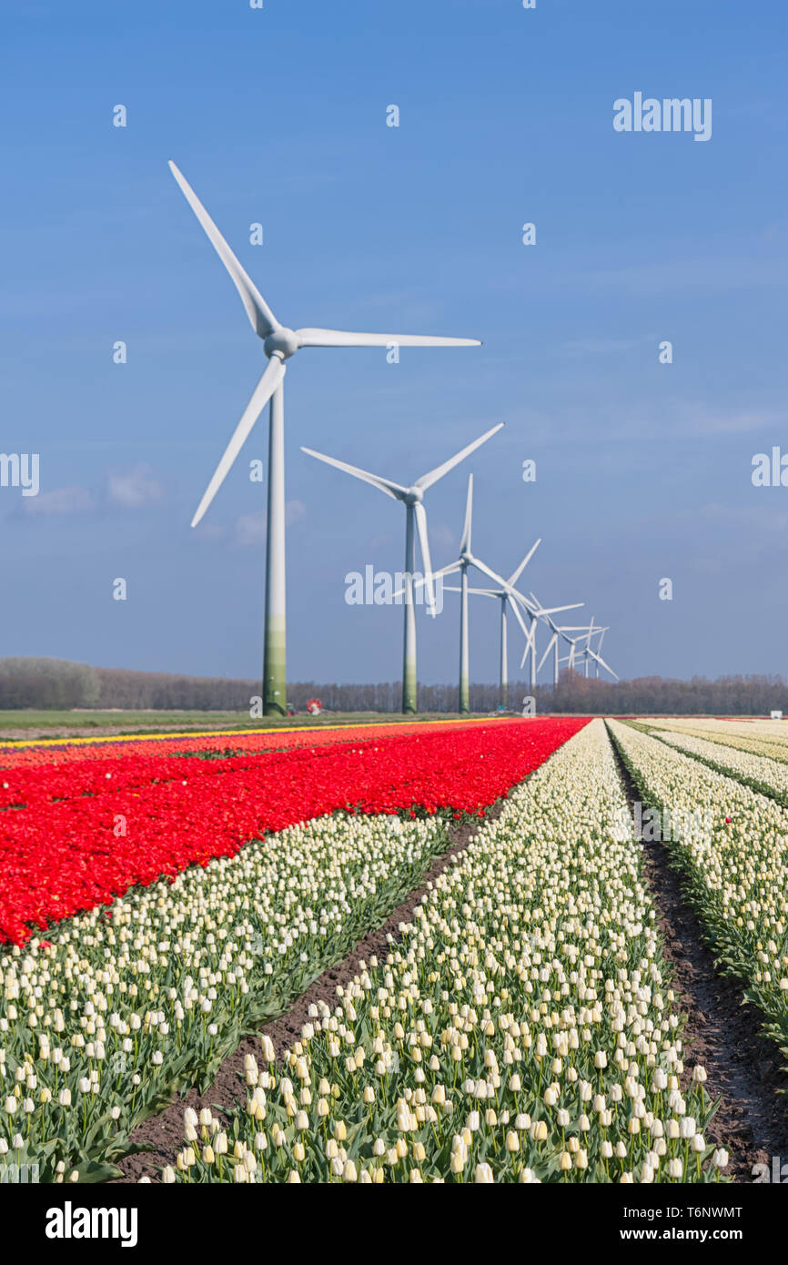 Paesaggio olandese con tulipani e turbine eoliche Foto Stock