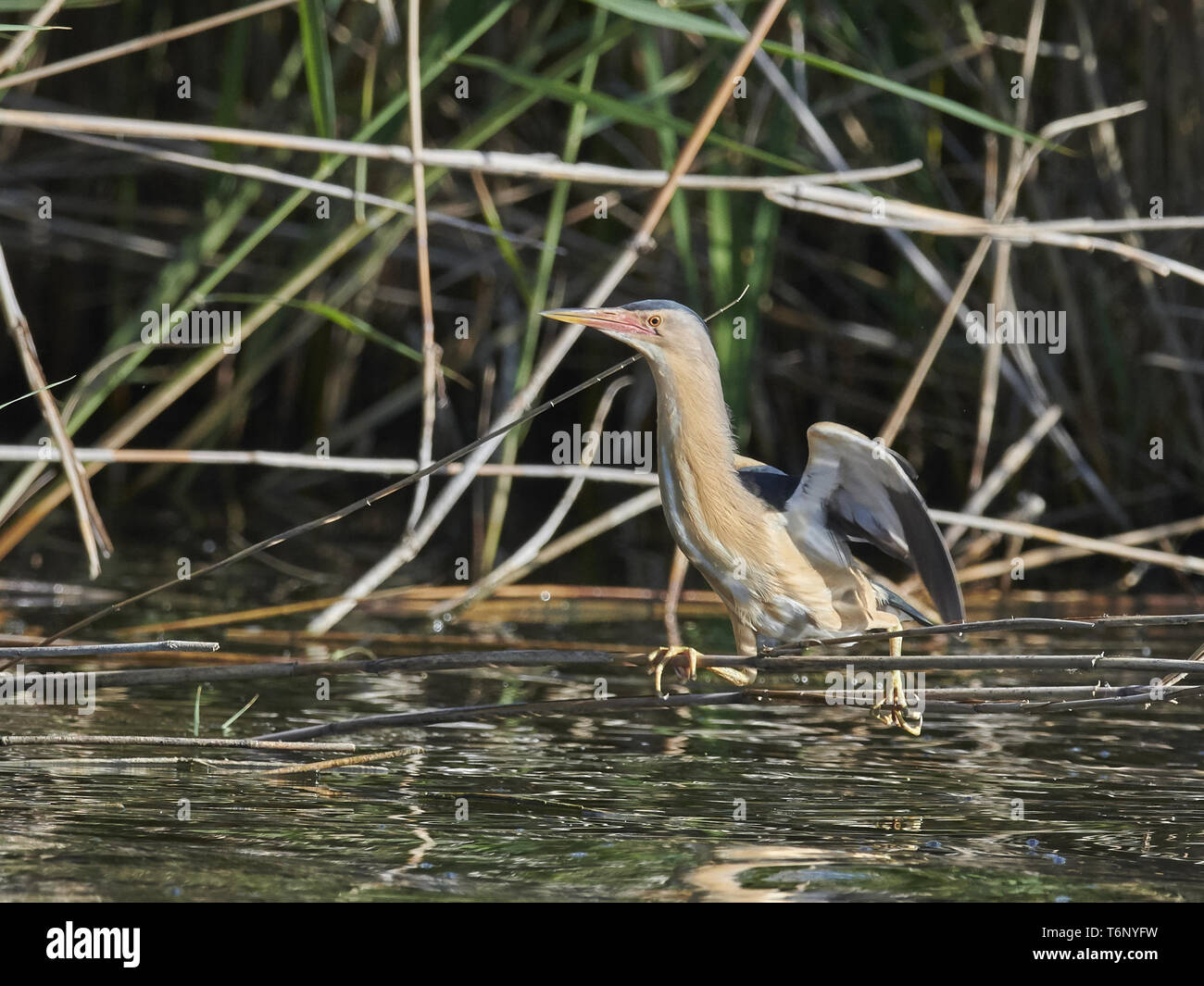 Tarabusino, comune tarabusino, Ixobrychus minutus, Zwergrohrdommel Foto Stock