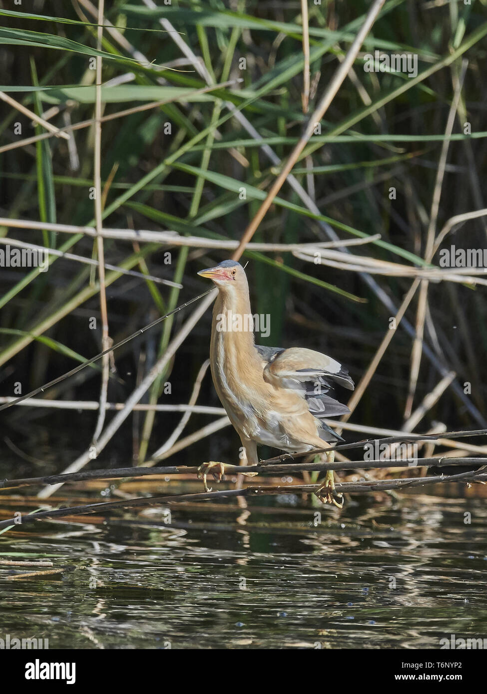 Tarabusino, comune tarabusino, Ixobrychus minutus, Zwergrohrdommel Foto Stock
