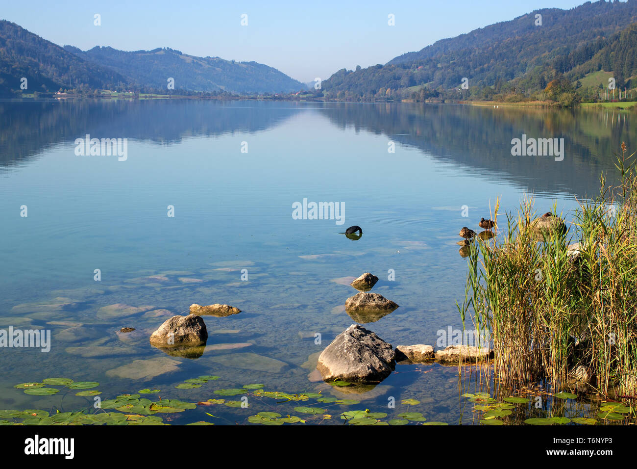 Il lago Alpsee 002. Germania Foto Stock