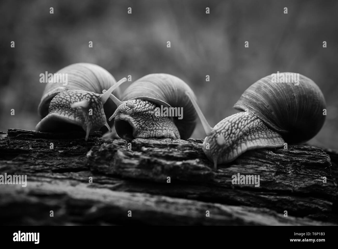 Tre grandi lumache strisciare uno su uno nella foresta Foto Stock
