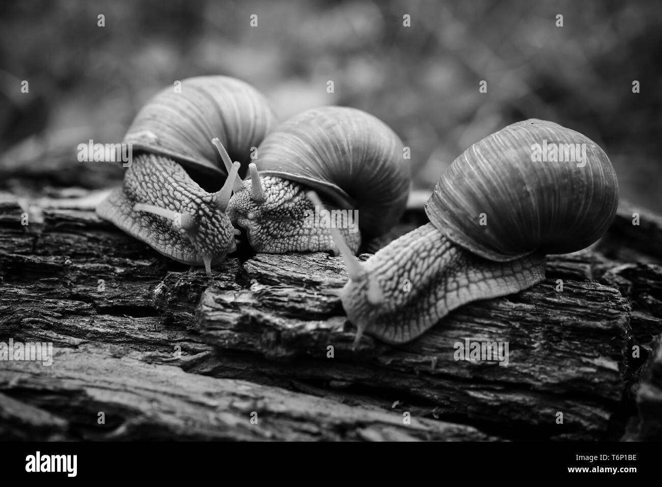 Tre grandi lumache strisciare uno su uno nella foresta Foto Stock