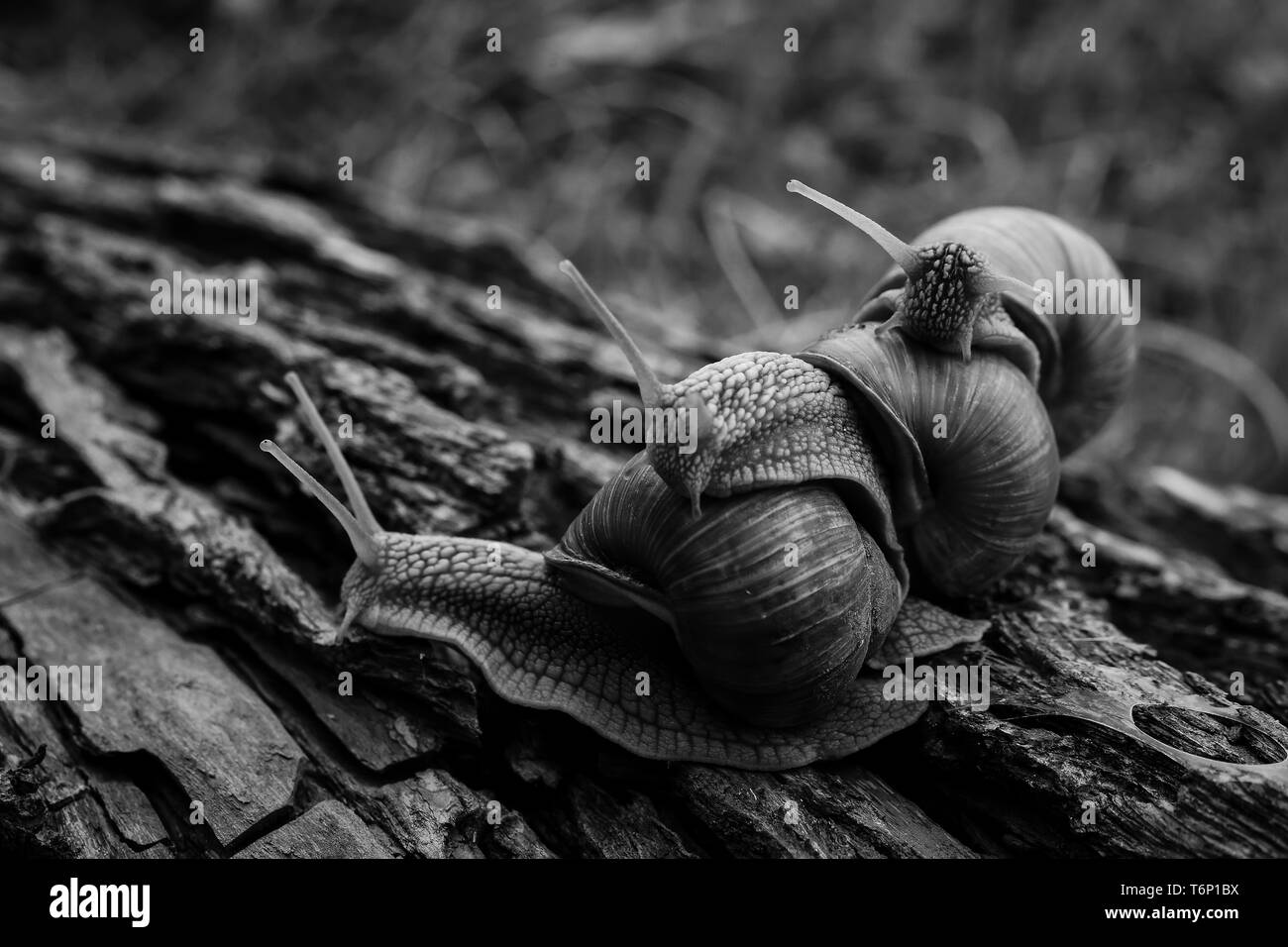 Tre grandi lumache strisciare uno su uno nella foresta Foto Stock