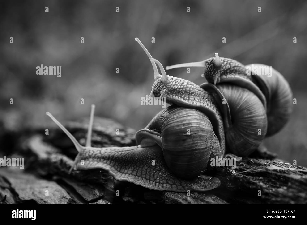 Tre grandi lumache strisciare uno su uno nella foresta Foto Stock