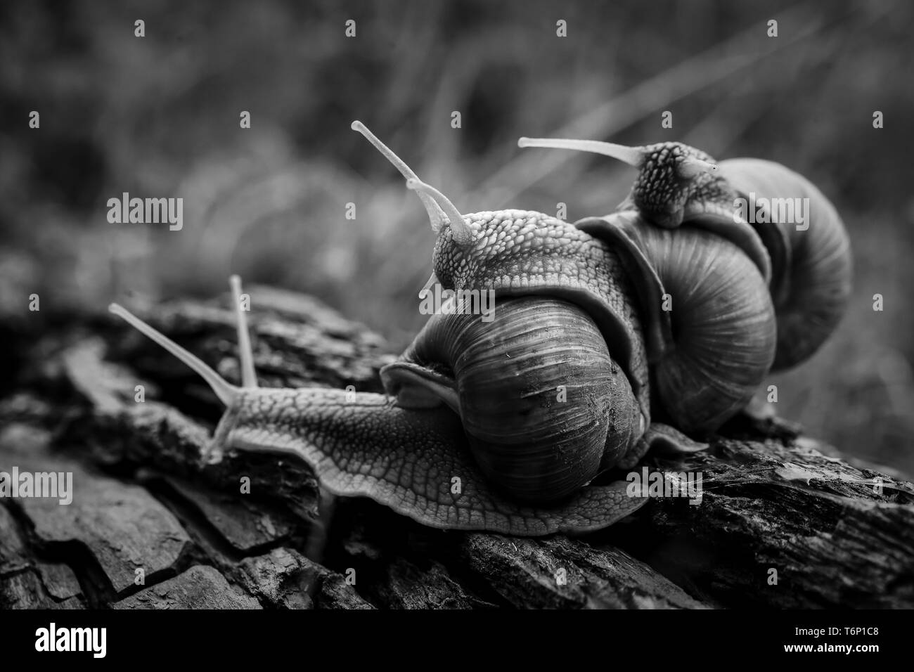 Tre grandi lumache strisciare uno su uno nella foresta Foto Stock