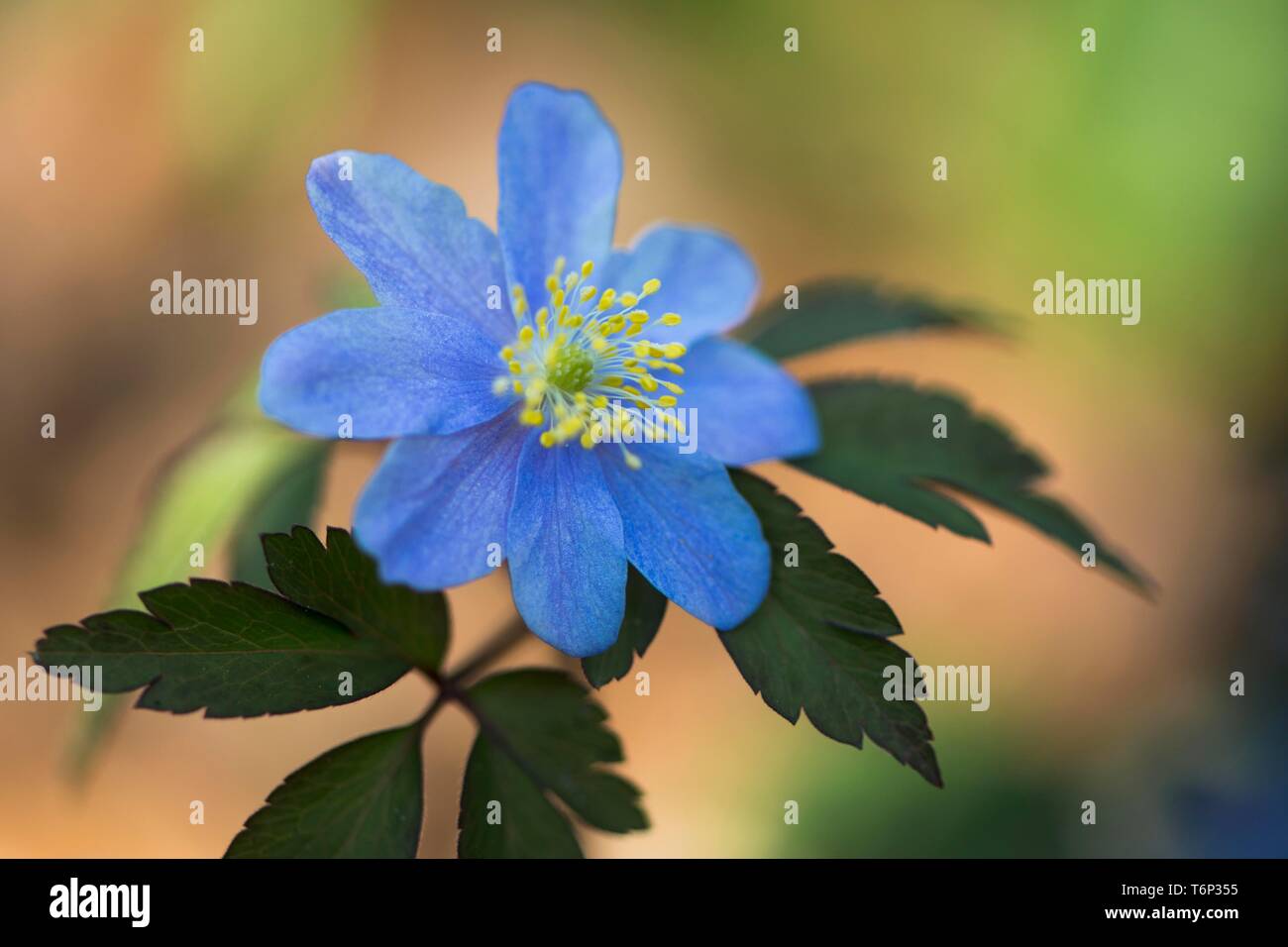 Legno blu (anemone Anemone nemorosa , Royal Blue), Emsland, Bassa Sassonia, Germania Foto Stock