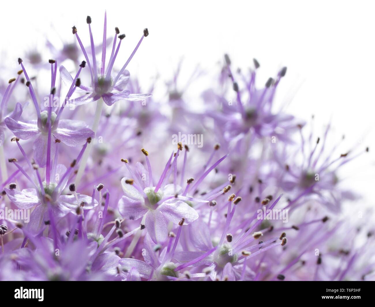 Fiore di colore viola, Aglio ornamentale, gigante Aglio ornamentale (Allium), foto macro, Germania Foto Stock