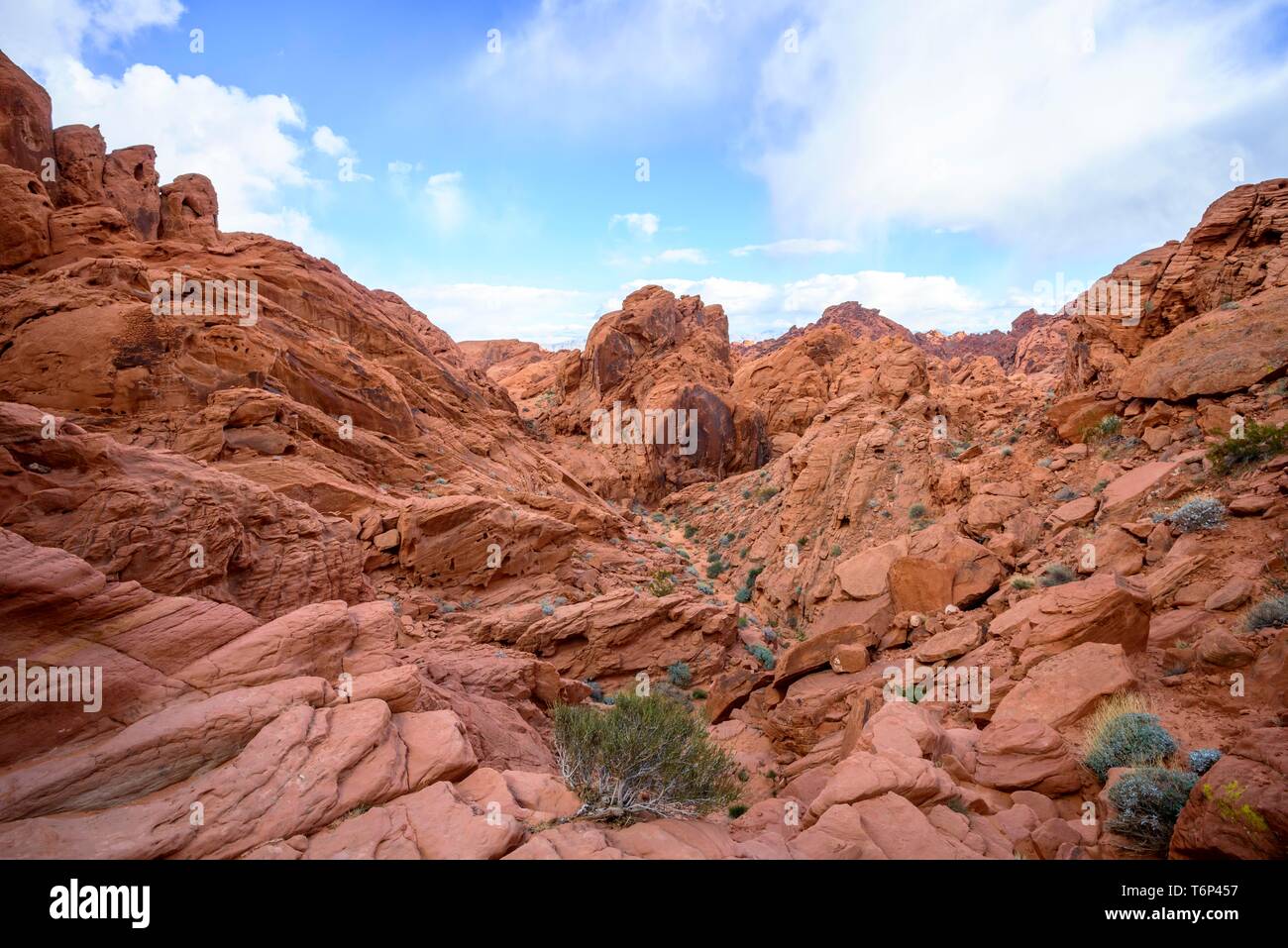 Rainbow Vista Trail, rosse rocce di arenaria, Deserto Mojave, formazione di arenaria, la Valle del Fuoco del parco statale, Nevada, STATI UNITI D'AMERICA Foto Stock