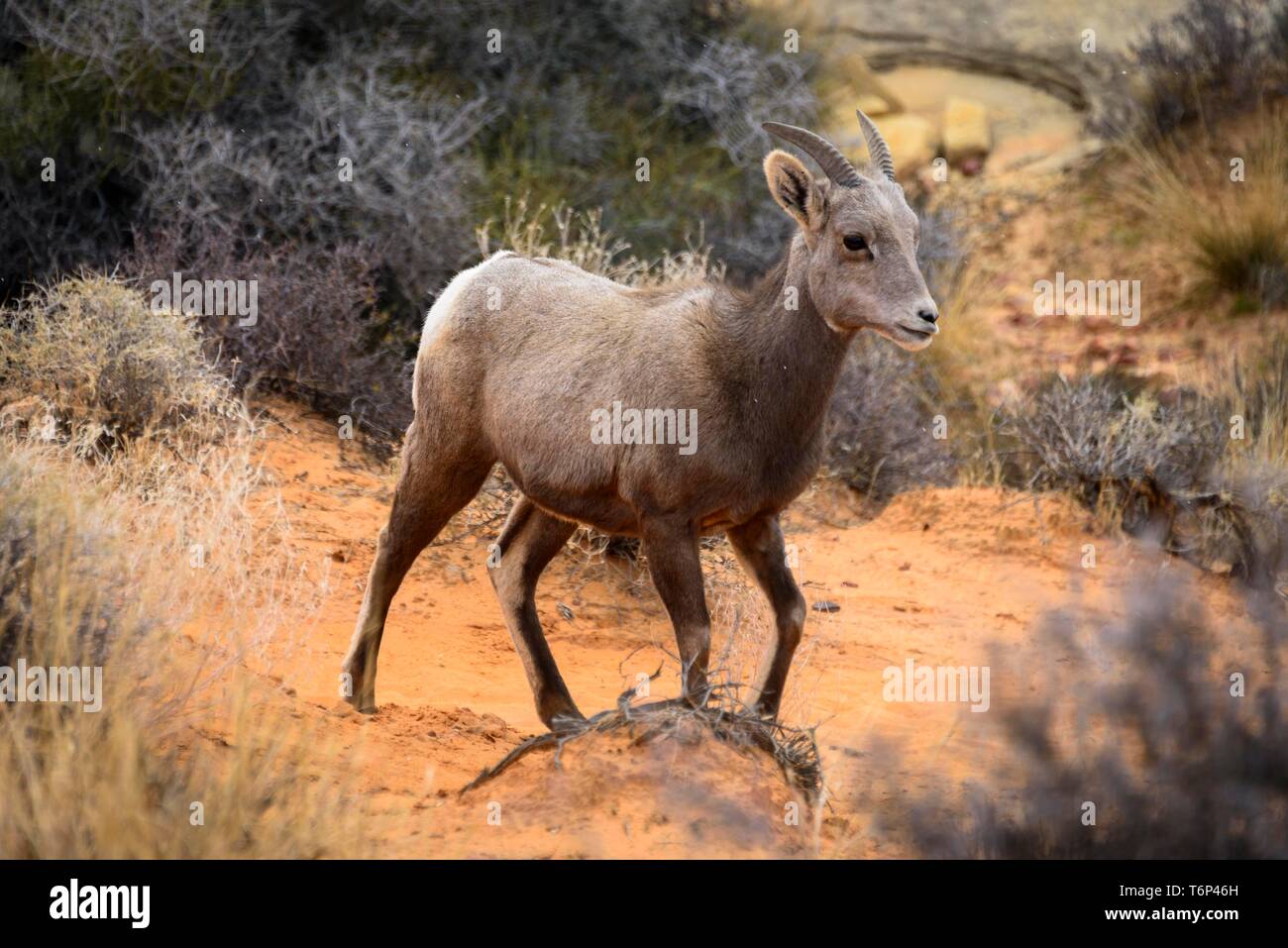 Desert bighorn (Ovis canadensis nelsoni), giovane animale, Deserto Mojave, la Valle del Fuoco del parco statale, Nevada, STATI UNITI D'AMERICA Foto Stock