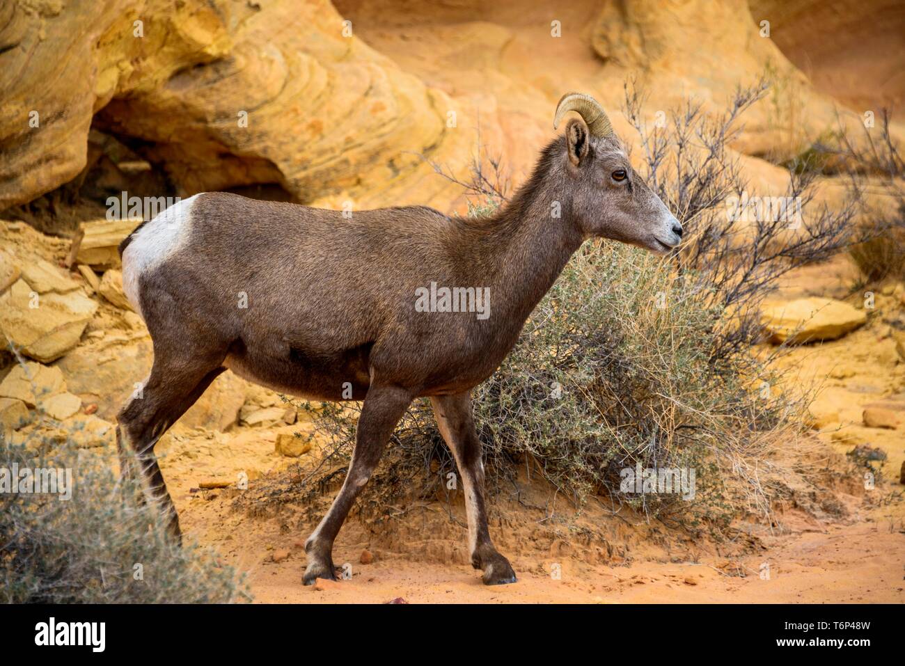 Desert bighorn (Ovis canadensis nelsoni), animale adulto in esecuzione tra rocce di arenaria, Rainbow Vista, la Valle del Fuoco del parco statale, Nevada, STATI UNITI D'AMERICA Foto Stock