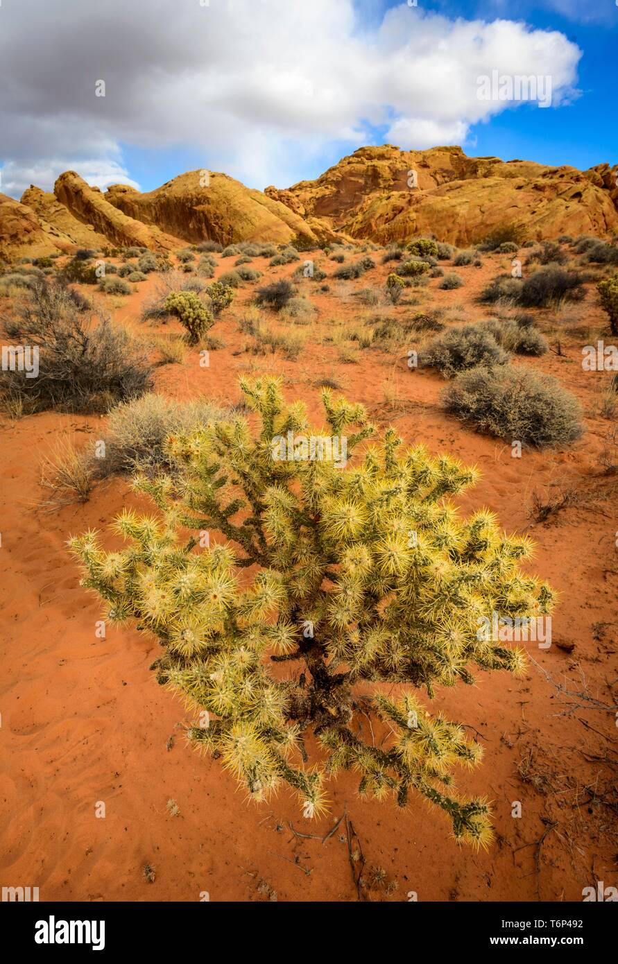 Cholla cactus (Cylindropuntia bigelovii) nel paesaggio del deserto, Rainbow Vista, Deserto Mojave, la Valle del Fuoco del parco statale, Nevada, STATI UNITI D'AMERICA Foto Stock