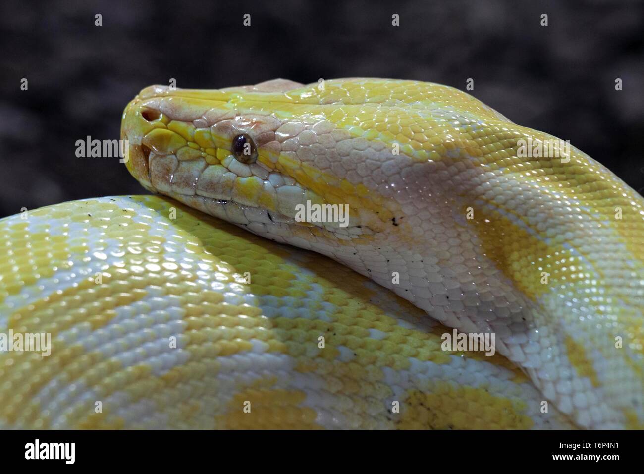 Dark Tiger (Python Python molurus bivittatus), Albino, captive, Germania Foto Stock
