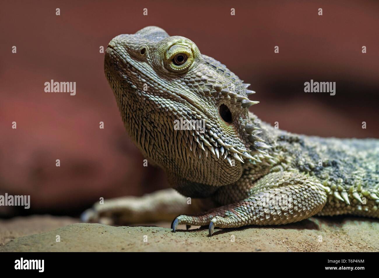 Centrale di drago barbuto (Pogona vitticeps), animale ritratto, captive, Germania Foto Stock