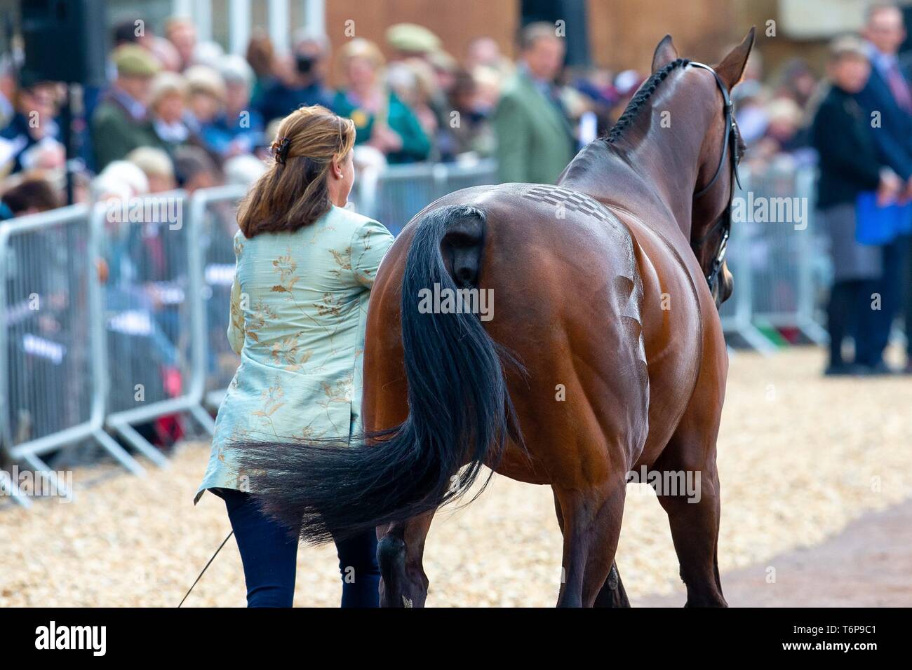 Badminton, Gloucestershire, UK. 02Maggio, 2019. Piggy francese. GBR. Kamira Vanir. Di trotto. Mitsubishi Motors Badminton Horse Trials. Rolex Grand Slam evento. Horse Trials. Eventing. Badminton. Gloucestershire. Regno Unito. GBR. {01}/{05}/{2019}. Credito: Sport In immagini/Alamy Live News Foto Stock