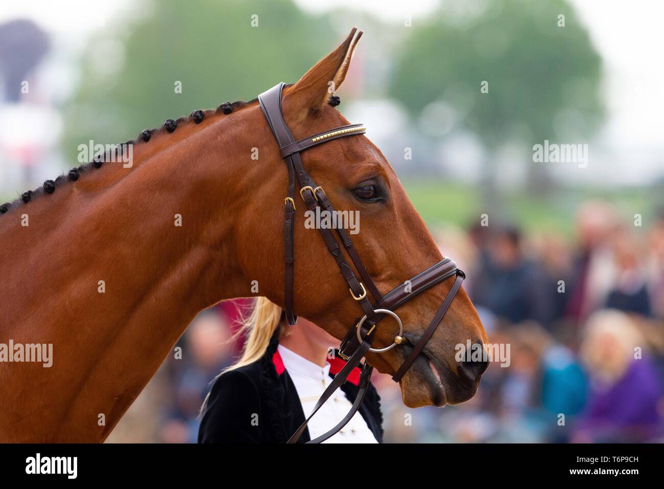 Badminton, Gloucestershire, UK. 02Maggio, 2019. Alicia Hawker. GBR. Charles RR. Di trotto. Mitsubishi Motors Badminton Horse Trials. Rolex Grand Slam evento. Horse Trials. Eventing. Badminton. Gloucestershire. Regno Unito. GBR. {01}/{05}/{2019}. Credito: Sport In immagini/Alamy Live News Foto Stock