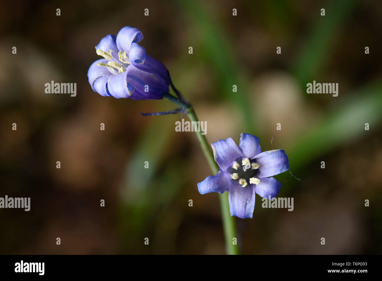 Londra, Regno Unito. Il 2 maggio 2019. Regno Unito: Meteo bluebells nativo (Hyacinthoides non scripta) in fiore in Oxhey boschi, vicino a Watford. La metà del mondo bluebells si trovano nel Regno Unito più comunemente in antichi boschi. Le temperature dello scambiatore di calore sono attesi nel corso del weekend, ma bluebells sono destinati a restare in fiore per le prossime settimane. Credito: Stephen Chung / Alamy Live News Foto Stock