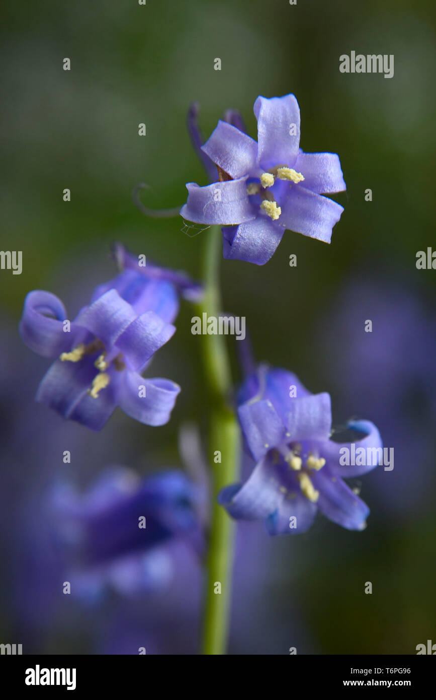 Londra, Regno Unito. Il 2 maggio 2019. Regno Unito: Meteo bluebells nativo (Hyacinthoides non scripta) in fiore in Oxhey boschi, vicino a Watford. La metà del mondo bluebells si trovano nel Regno Unito più comunemente in antichi boschi. Le temperature dello scambiatore di calore sono attesi nel corso del weekend, ma bluebells sono destinati a restare in fiore per le prossime settimane. Credito: Stephen Chung / Alamy Live News Foto Stock