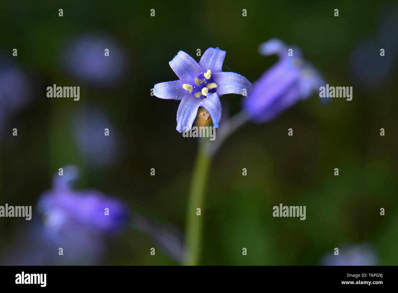 Londra, Regno Unito. Il 2 maggio 2019. Regno Unito: Meteo bluebells nativo (Hyacinthoides non scripta) in fiore in Oxhey boschi, vicino a Watford. La metà del mondo bluebells si trovano nel Regno Unito più comunemente in antichi boschi. Le temperature dello scambiatore di calore sono attesi nel corso del weekend, ma bluebells sono destinati a restare in fiore per le prossime settimane. Credito: Stephen Chung / Alamy Live News Foto Stock