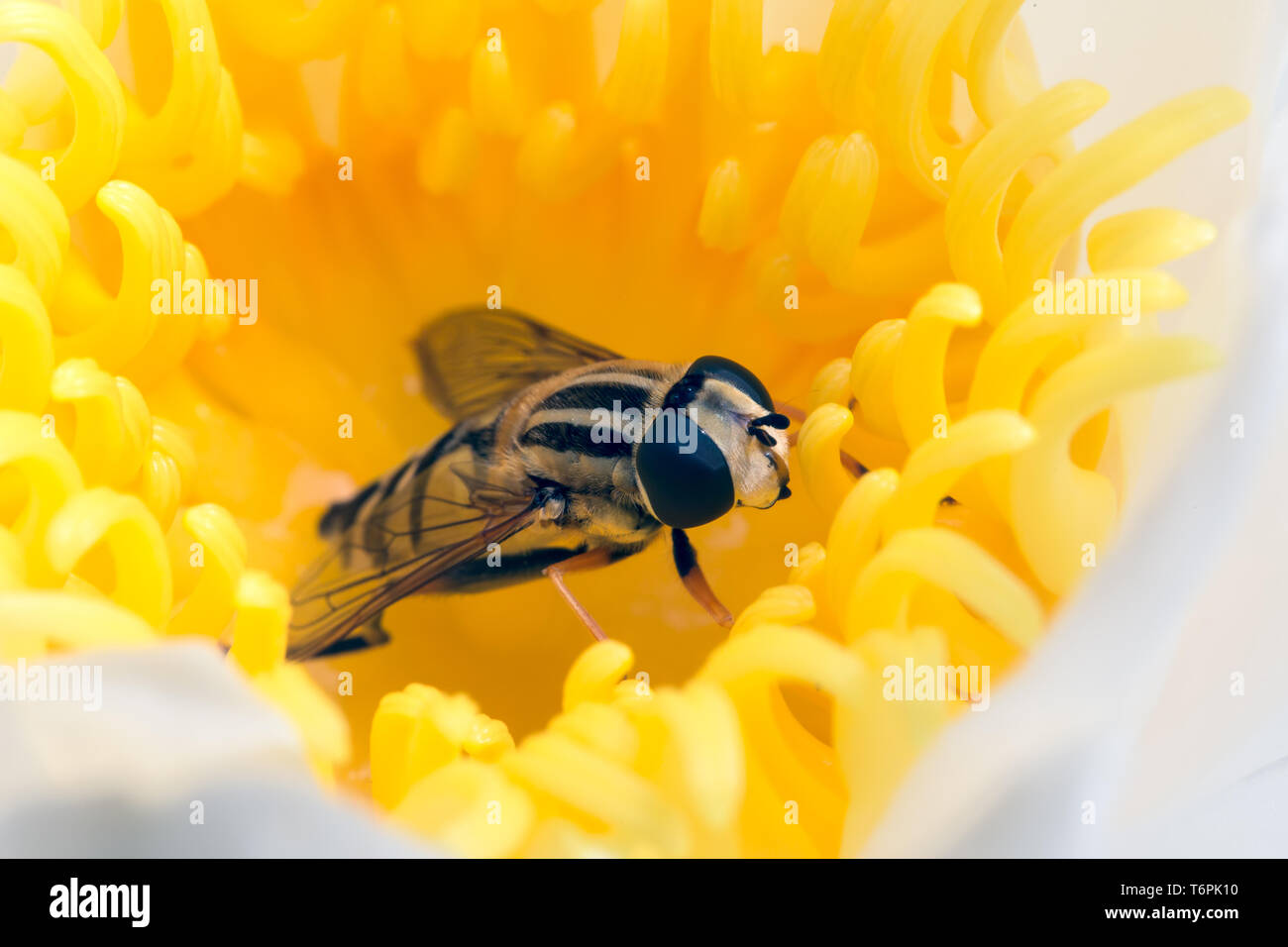 Hoverfly nascosti in fiore giallo ninfea Foto Stock